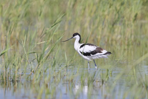 Avocet (Recurvirostra avosetta) adult wader standing in the shallow water of the lake shore zone, Wildlife, Lake Neusiedl-Seewinkel National Park, Burgenland, Austria