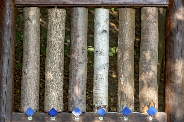 Sections of different tree trunks for comparison, lime (Tilia), oak (Quercus), red oak (Quercus rubra), birch (Betula), hornbeam (Carpinus betulus), beech (Fagus sylvatica), bark, with labelling, nature education and recreation forest, dream forest, Büdingen, Wetterau, Hesse, Germany