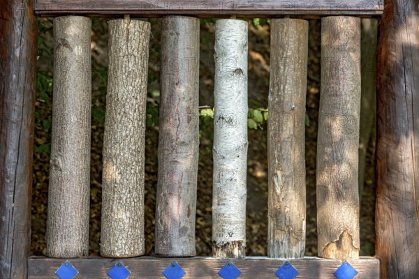 Sections of different tree trunks for comparison, lime (Tilia), oak (Quercus), red oak (Quercus rubra), birch (Betula), hornbeam (Carpinus betulus), beech (Fagus sylvatica), bark, with hidden labelling, nature education and recreation forest, dream forest, Büdingen, Wetterau, Hesse, Germany