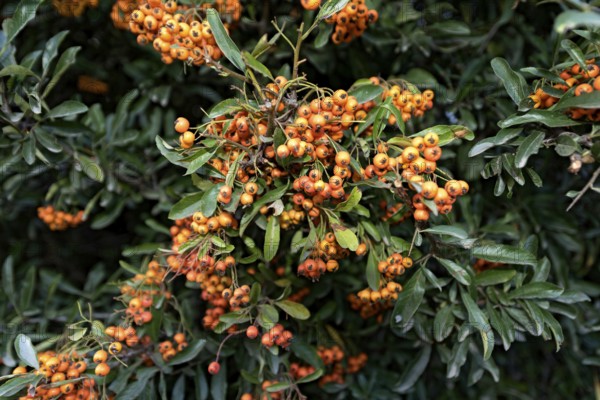 European firethorn (Pyracantha coccinea), Mediterranean firethorn with fruits, berries, forest adventure trail, nature education and recreation forest, dream forest, Büdingen, Wetterau, Hesse, Germany