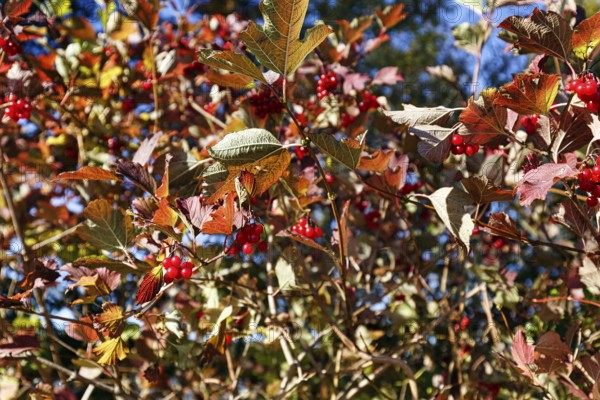 Red berries, autumn leaves, Guelder rose (Viburnum opulus), Maine, New England, USA