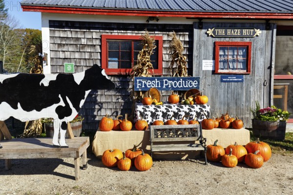 Pumpkins in front of a farm shop sign with words fresh produce decoration Thanksgiving agricultural produce sustainable farm in Freeport, Wolfe's Neck Center, Maine, New England, USA