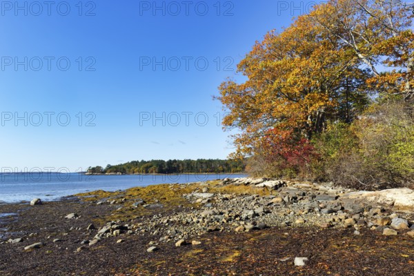 Wooded shoreline, rocky beach, low tide, Indian summer, blue sky, campground, sustainable farm in Freeport, Wolfe's Neck Center, Maine, New England, USA