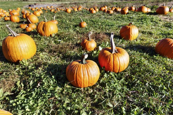 Pumpkins in a field, harvesting, sustainable farm in Freeport, Wolfe's Neck Center, Maine, New England, USA