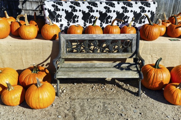Pumpkins next to a wooden bench, decoration, harvest harvest, agricultural produce, sustainable farm in Freeport, Wolfe's Neck Center, Maine, New England, USA