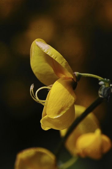 Flower of broom, common broom (Cytisus scoparius), single yellow flower on bush, dark background, Wilnsdorf, North Rhine-Westphalia, Germany