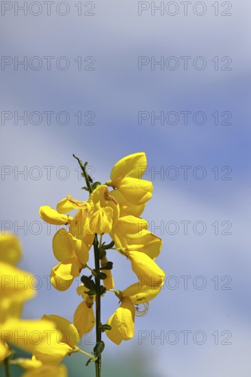 Flower of broom, common broom (Cytisus scoparius), yellow flowers in front of a blue sky, Wilnsdorf, North Rhine-Westphalia, Germany