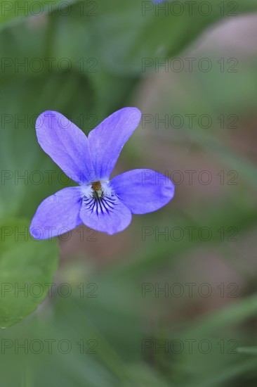 Wood violet (Viola reichenbachiana) between leaves on the forest floor, spring bloomer, spring, close-up, Wilnsdorf, North Rhine-Westphalia, Germany