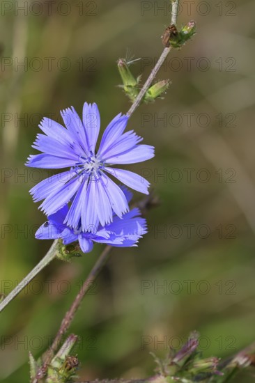 Common chicory Common chicory or chicory (Cichorium intybus), single flower, blue flower, by the roadside, Wilnsdorf, North Rhine-Westphalia, Germany