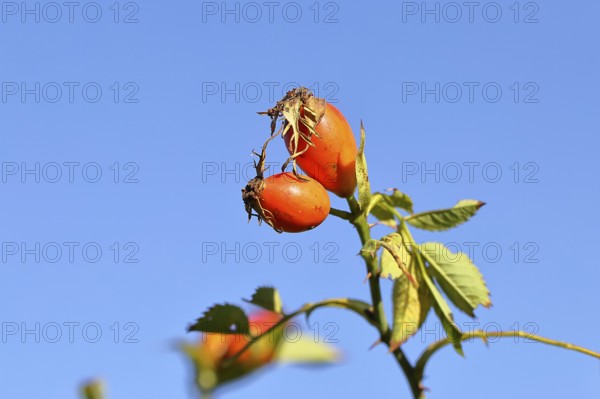 Ripe rosehip fruit of the dog rose (Rosa canina) on a branch, in front of a blue sky, Wilnsdorf, North Rhine-Westphalia, Germany
