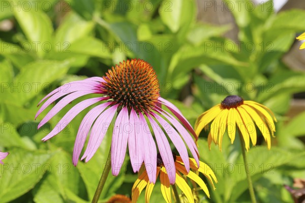 Flower of a purple coneflower (Echinacea purpurea), in a garden, Wilnsdorf, North Rhine-Westphalia, Germany