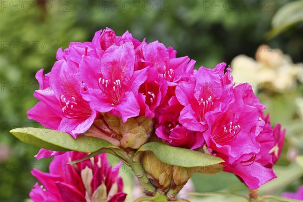 Rhododendron flowers (Rhododendron Homer), red flowers, in a garden, Wilnsdorf, North Rhine-Westphalia, Germany