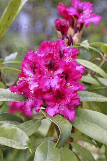 Rhododendron flowers (Rhododendron Homer), red flowers, in a garden, Wilnsdorf, North Rhine-Westphalia, Germany