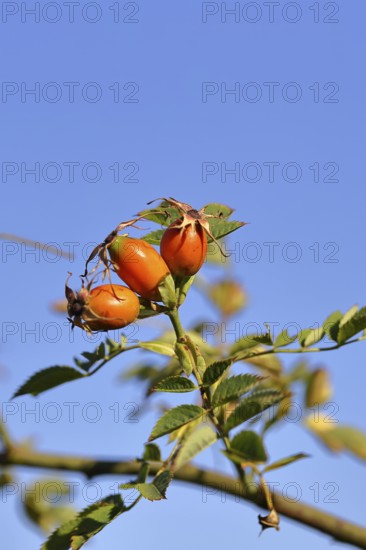 Ripe rosehip fruit of the dog rose (Rosa canina) on a branch, in front of a blue sky, Wilnsdorf, North Rhine-Westphalia, Germany