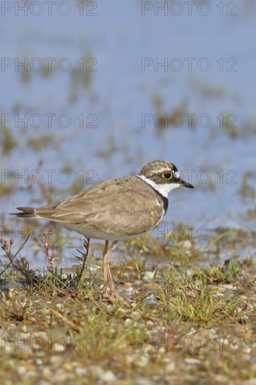 Little Ringed Plover (Charadrius dubius) adult bird standing on the lakeshore, Lake Neusiedl National Park, Burgenland, Austria