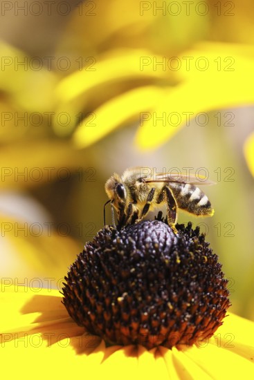 European honey bee (Apis mellifera), collecting nectar from a flower of the yellow coneflower (Echinacea paradoxa), macro photograph, Wilnsdorf, North Rhine-Westphalia, Germany