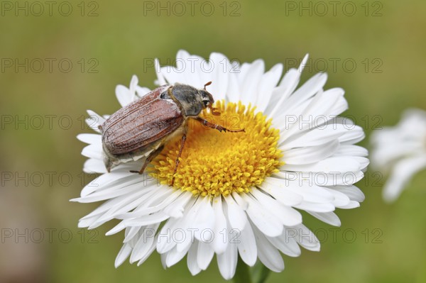 Cockchafer, field cockchafer (Melolontha melolontha), female on a flower of a daisy (Leucanthemum vulgare), Wilnsdorf, North Rhine-Westphalia, Germany