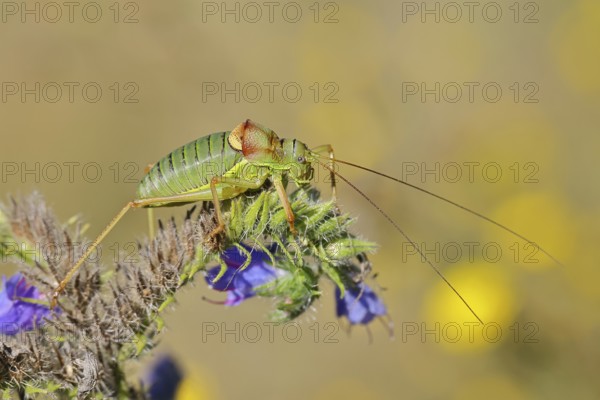 Steppe saddle grasshopper, steppe saddle grasshopper (Ephippiger ephippiger), male, on Viper's bugloss (Echium vulgare), with bokeh in the background, leafhoppers, long-fingered grasshoppers, Red List of Germany, specially protected species, critically endangered, Cochem, Moselle, Rhineland-Palatinate, Germany