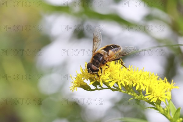 Dung bee (Eristalis tenax), collecting nectar from a yellow goldenrod (Solidago) flower, North Rhine-Westphalia, Germany