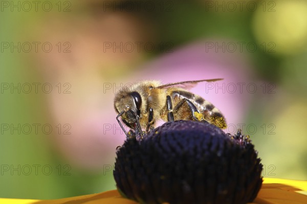 European honey bee (Apis mellifera), collecting nectar from a flower of the yellow coneflower (Echinacea paradoxa), macro photograph, Wilnsdorf, North Rhine-Westphalia, Germany