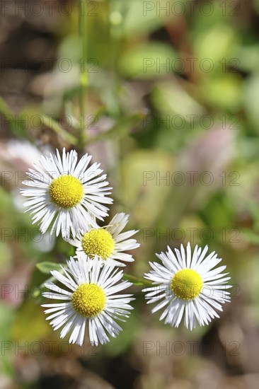 Annual ragweed (Erigeron annuus), by the wayside in a field, Wilnsdorf, North Rhine-Westphalia, Germany
