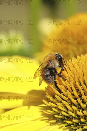 Field bumblebee (Bombus pascuorum), collecting nectar on a coneflower (Echinacea), close-up, Wilnsdorf, North Rhine-Westphalia, Germany