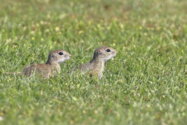 European ground squirrel (Spermophilus citellus) two animals in a meadow, Burgenland Austria