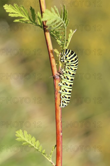 Swallowtail caterpillar (Papilio machaon), caterpillar sitting on Wild carrot (Daucus carota), Trupbacher Heide nature reserve with heathland and nutrient-poor grassland, former military training area, Siegerland, North Rhine-Westphalia, Germany