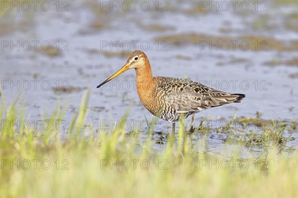 Black-tailed godwit (Limosa limosa) walking in shallow water in a bog, snipe birds, wildlife, nature photography, Ochsenmoor, Dümmer See, Hüde, Lower Saxony, Germany