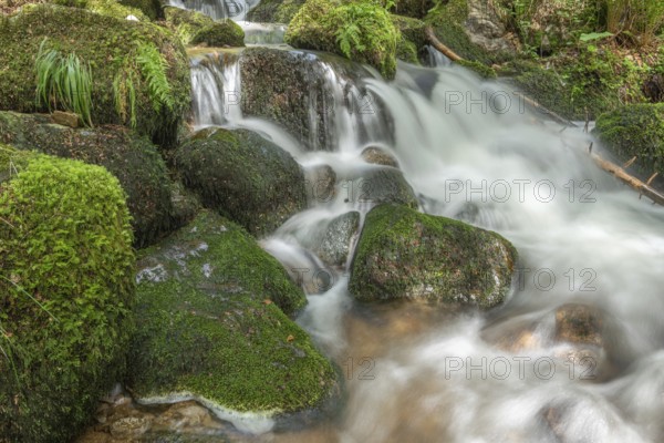 Water in a stream flows across moss-covered rocks. The scene is set in the forest in spring, with soft light streaming through the trees. Vosges, France