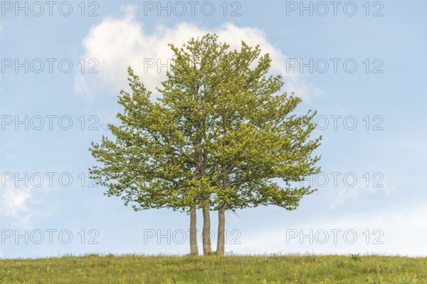 Isolated trees on the top of the Vosges mountains. france