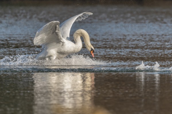 Swan spreads his wings as he flees from the pond. The water splashes around him. It is a lively natural scene. The sky is clear and the sun is shining. Bas Rhin, Alsace, France