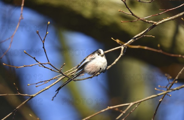 Long-tailed Tit, (Aegithalos caudatus) in winter in a lime tree, Schleswig-Holstein, Germany