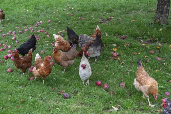 Chickens (Gallus gallus domesticus) in a meadow with fallen apples (Malus), Morschreuth, Upper Franconia, Bavaria, Germany