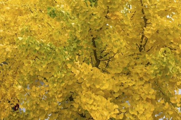 Yellow, autumn-coloured leaves from the ginkgo tree (ginkgo biloba), Franconia, Bavaria, Germany