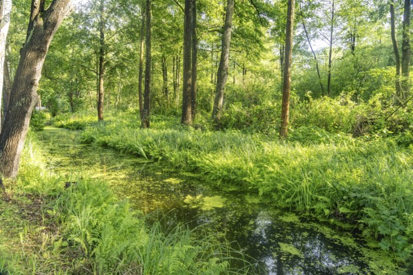 Canal or Spreewaldfließ in the Spreewald near Lübbenau/Spreewald, Brandenburg, Germany