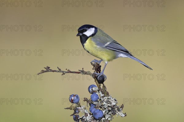 Great tit (Parus major), sitting on a branch in a blackthorn bush, (Prunus spinosa), sloes, with ripe fruit, autumn, wildlife, animals, tit family, songbird, birds, Wilnsdorf, North Rhine-Westphalia, Germany