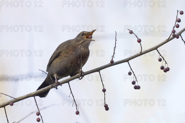 A female blackbird (Turdus merula) with a berry in her beak sitting on a branch in autumnal surroundings, Hesse, Germany
