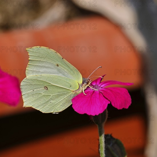Lemon butterfly (Gonepteryx rhamny) on crown campion (Lychnis coronaria), in a nature garden, Wilnsdorf, North Rhine-Westphalia, Germany