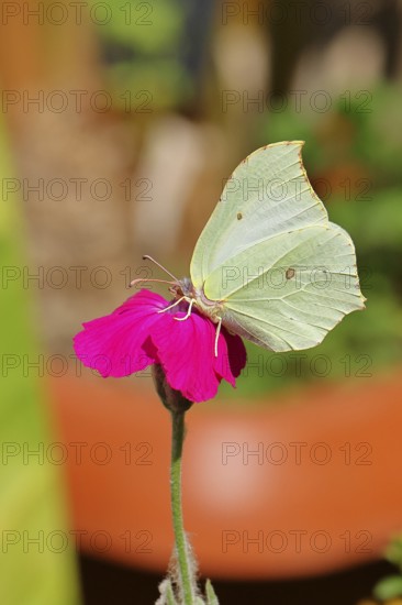 Lemon butterfly (Gonepteryx rhamny) on crown campion (Lychnis coronaria), in a nature garden, Wilnsdorf, North Rhine-Westphalia, Germany