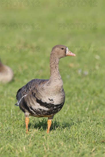 White-fronted goose (Anser albifrons), standing in a meadow in the wintering area, wildlife, Bislicher Insel nature reserve, Xanten, Lower Rhine, North Rhine-Westphalia, Germany