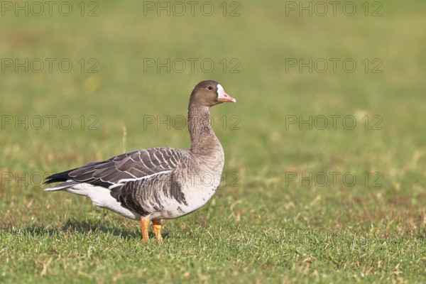 White-fronted goose (Anser albifrons), standing in a meadow in the wintering area, wildlife, Bislicher Insel nature reserve, Xanten, Lower Rhine, North Rhine-Westphalia, Germany