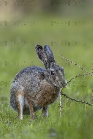 An obviously interesting scent on a larch branch lying on the ground makes the brown hare (Lepus europaeus) pause, odour, curiosity, Denmark