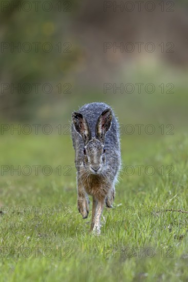 In the evening, the brown hare (Lepus europaeus) leaves its nest in the forest and hops to the nearby meadow, frontal view, Denmark