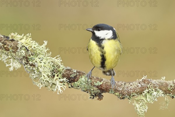 Great Tit (Parus major), sitting on a branch overgrown with moss and lichen, Wildlife, Animals, Birds, Tits, Wilnsdorf, North Rhine-Westphalia, Germany