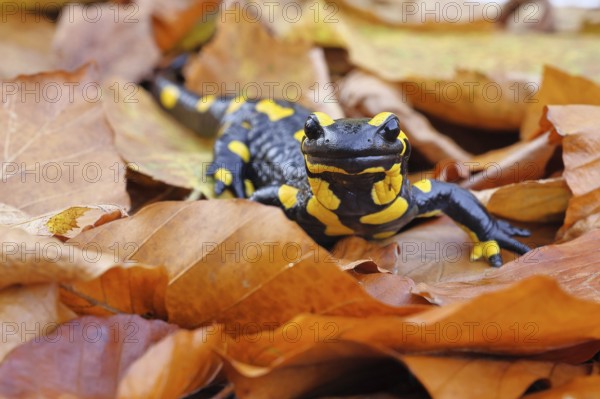 Fire salamander (Salamandra salamandra), in a beech forest on autumn leaves, autumn, Wilnsdorf, North Rhine-Westphalia, Germany
