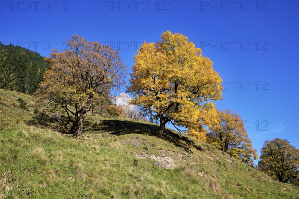 Old sycamore maple (Acer pseudo plantanus), in autumnal discolouration, Canton Glarus, Switzerland
