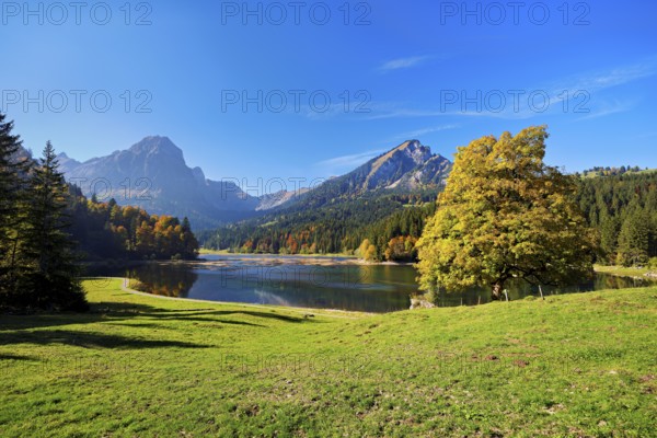 Autumn-coloured sycamore maple (Acer pseudo plantanus), at Obersee, Näfels, Canton Glarus, Switzerland