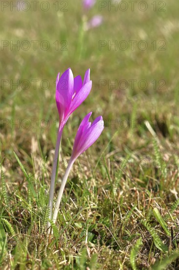 Autumn crocus (Colchicum autumnale), half-opened flowers in a meadow, endangered, protected poisonous plant species, native nature, wet meadow, autumn messenger, season, autumn, bulbous plant, poisonous plant, Wilnsdorf, North Rhine-Westphalia, Germany