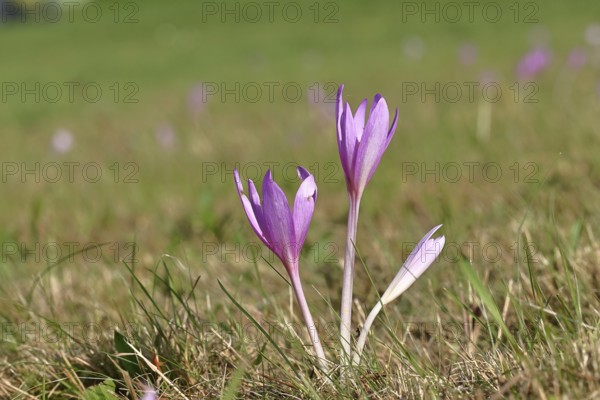 Autumn crocus (Colchicum autumnale), half-opened flowers in a meadow, endangered, protected poisonous plant species, native nature, wet meadow, autumn messenger, season, autumn, bulbous plant, poisonous plant, Wilnsdorf, North Rhine-Westphalia, Germany